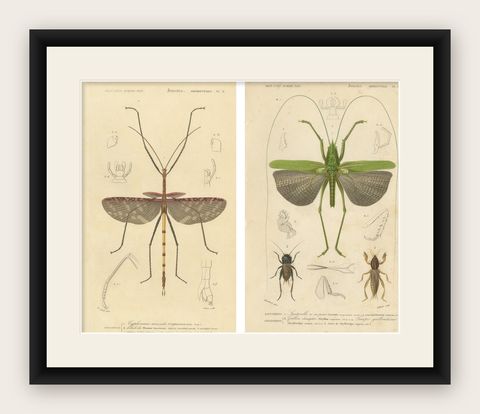 Antique Orthoptères Pair, Grasshoppers & Locusts, Elegant French Prints, 1800, shown framed
