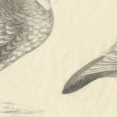 Antique Print of a Hazel Grouse and Lagopus Grouse, circa 1860, close-up 1