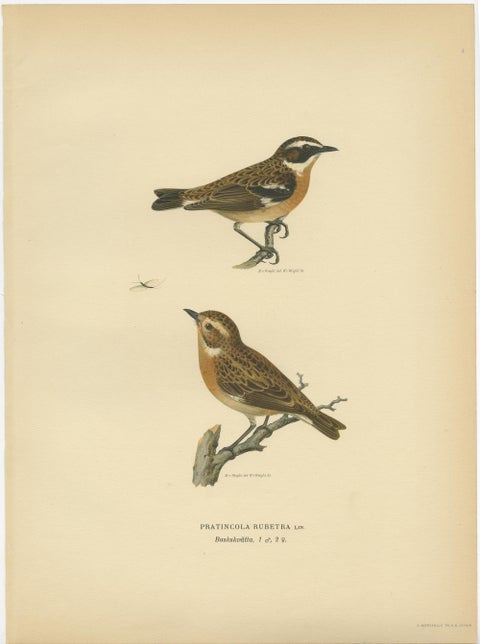 Antique Bird Print of the Male and Female Whinchat, 1927, view 2