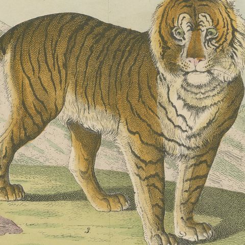 Antique Tiger and Puma Print with Wildcat and Martens, Kolb Mammals, circa 1890, close-up 5