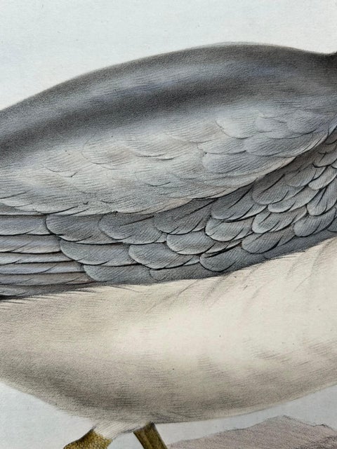 Fulmar Petrel, Antique Seabird Lithograph by John Gould, c.1832, view 7