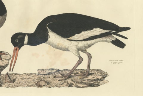 Seasonal Plumage of a Life Seize Engraving of the Common Oystercatcher, 1826, close-up 2