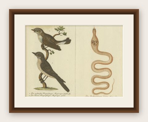 An 18th Century Study of Flycatchers and the Indian Cobra, 1780, shown framed