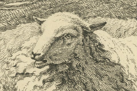Serene Pastoral Scene with Two Resting Sheep: Etching by Anthony Oberman, 1810, close-up 3