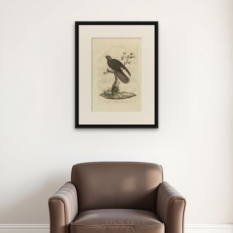 Antique Bird Print, Common Nightjar Caprimulgus by Nozeman & Sepp, 1770, shown framed on a wall