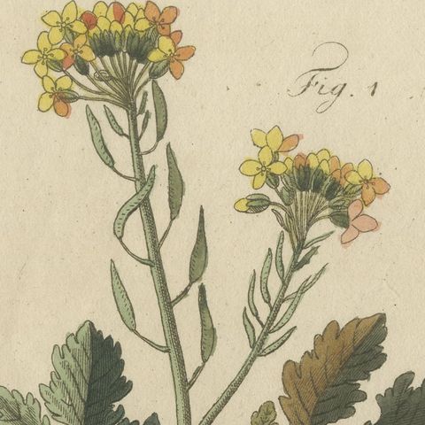 Yellow Crucifer and Slender Flowering Herb, Antique Bertuch Print, circa 1805, close-up 6