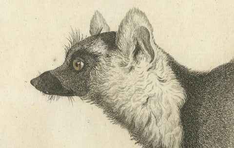 Early 19th-Century Engraving of Lemur Catta by S.C. Miger and N. Maréchal, Paris, close-up 1