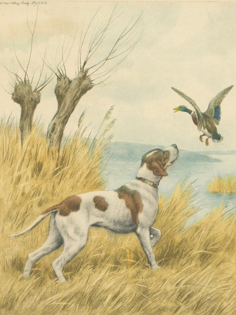 Vintage Hunting Dog Lithograph “Pointer & Mallard” by Paul Wood, New York, 1930, close-up 2