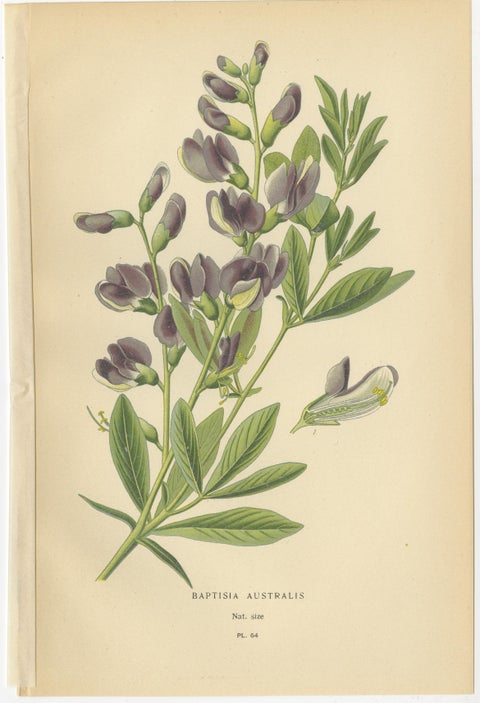 Blossoms of Elegance: A Triptych of 1896 Botanical Art, view 3