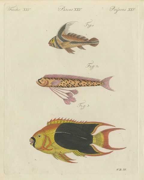 Original Antique Print of Three Exotic Tropical Fish by Bertuch, c.1800, close-up 2