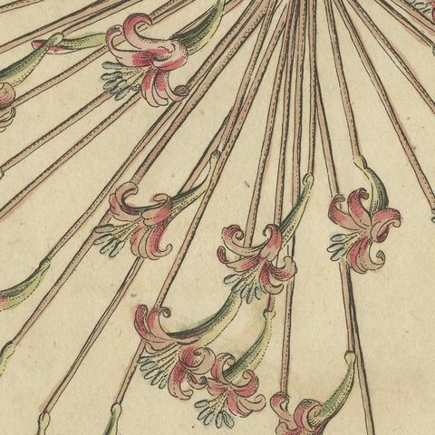 Brunsvigia Candelabra Lily Flower Head, Antique Bertuch Print, circa 1815, close-up 3