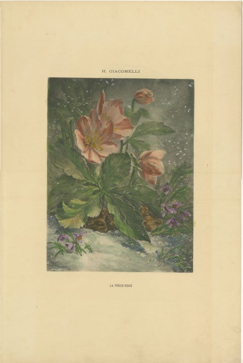 Snowdrops in Bloom - Giacomelli's Birds and Winter Flora, Circa 1891, view 2