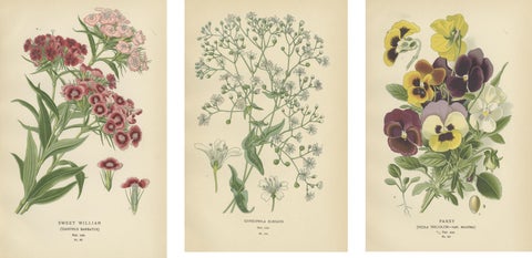 Victorian Vivids: A Floral Collection from Edward Step's Masterworks, 1896, view 2