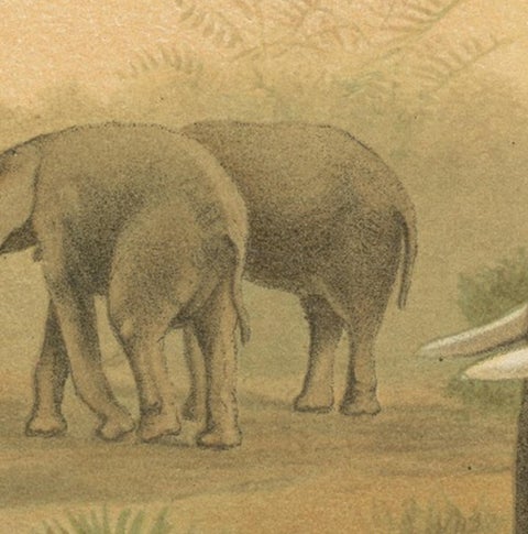 African Elephant, Antique Wildlife Chromolithograph, Royal Natural History 1894, view 6