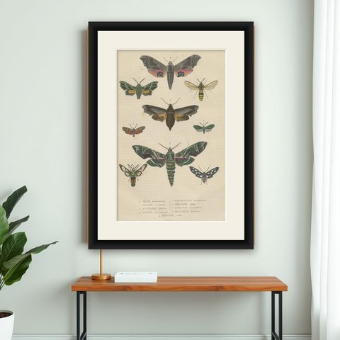 19th Century Lepidoptera: An Illustrated Compendium of Moths and Butterflies, shown framed on a wall