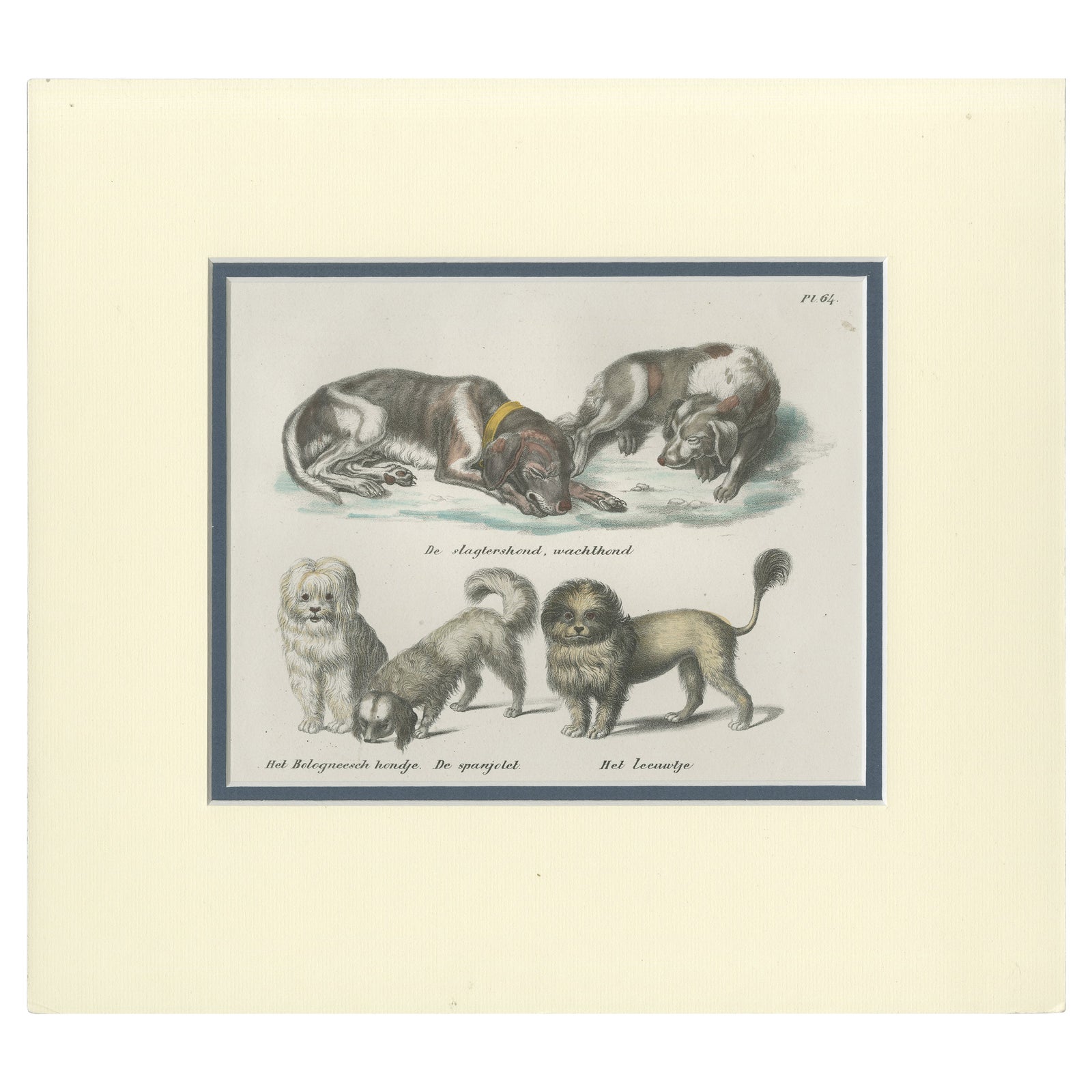 Antique Print of various Dog Breeds by Schinz '1845'