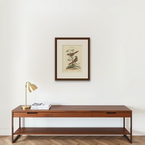 The Lesser Grey Shrike Bird in a Hand-Colored Engraving, 1749, shown framed on a wall