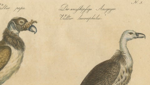 Antique Vultures & Birds of Prey Lithograph by Brodtmann, 1816, close-up 5