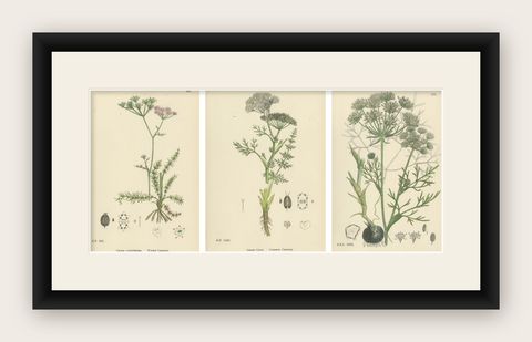 Hand-Colored Botanical Engravings of Caraway and Earth-Nut Species, 1902, shown framed
