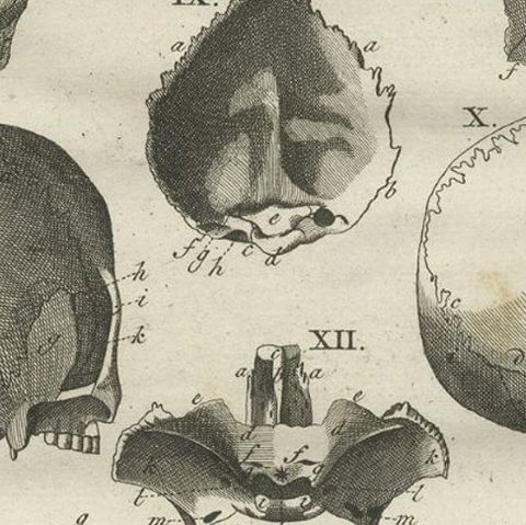 Antique Anatomy Print of the Head, Also Includes the Head of a Monkey, 1798, close-up 3