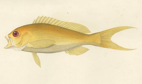 Vintage Fish Illustration, Sea Bass and Mottled Soapfish, Paris 1846, close-up 4