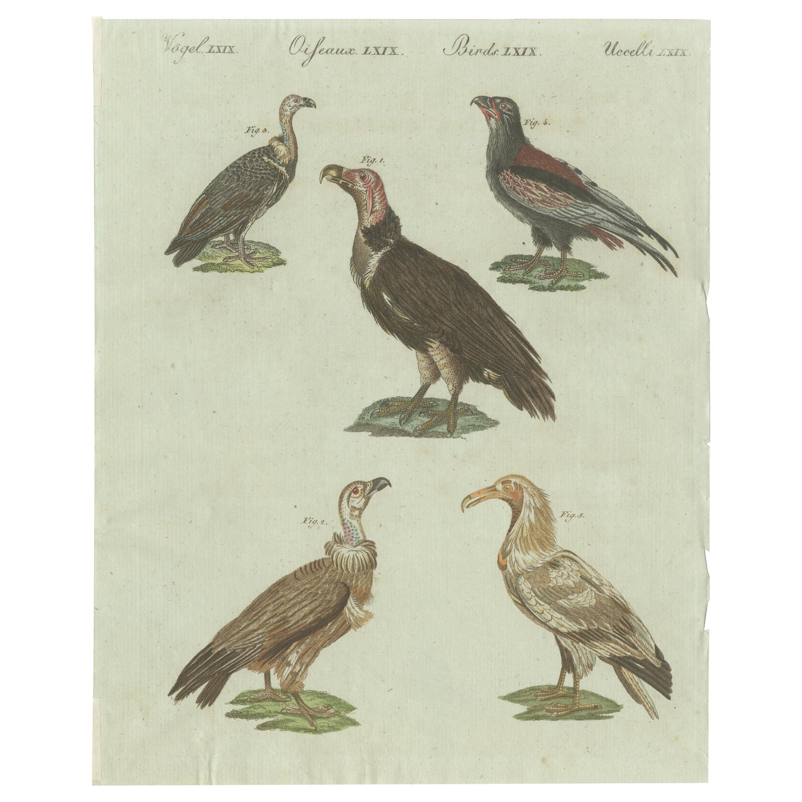 Original Antique Bird Print of African and Asian Vultures, c.1800