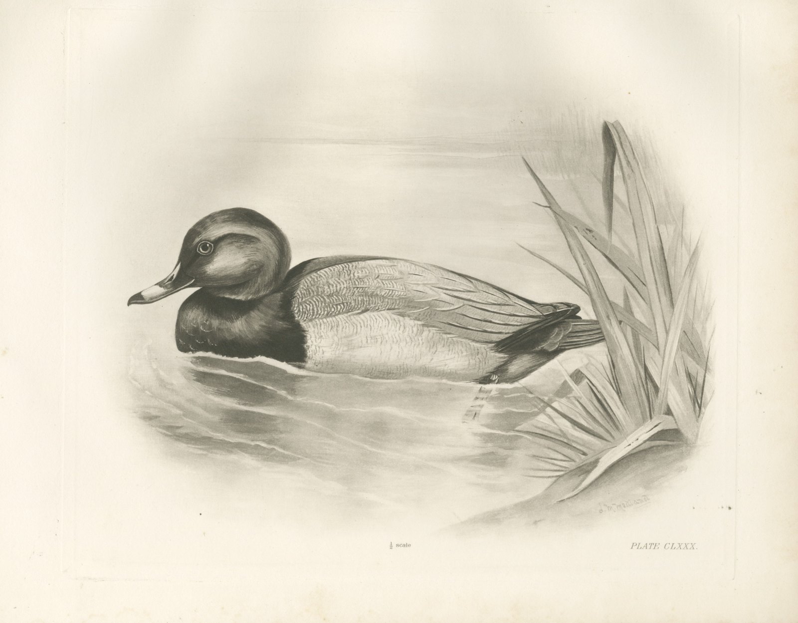 Pochard Drake Swimming by Reeds, Plate CLXXX after Lilian Medland, c. 1909