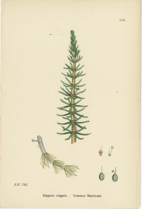 Botanical Engravings of Water-Milfoil, Mare’s-tail, and Red-Berried Bryony, 1902, view 3