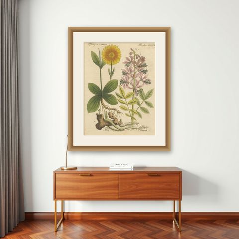 Antique Botanical Engraving, Yellow Flower & Pink Bladder Senna, Pflanzen CXXXV, shown framed on a wall