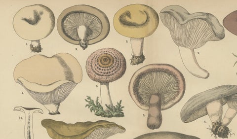 Lactarius Mushrooms, Antique Fungi Lithograph, Natural History Print 1885, close-up 5