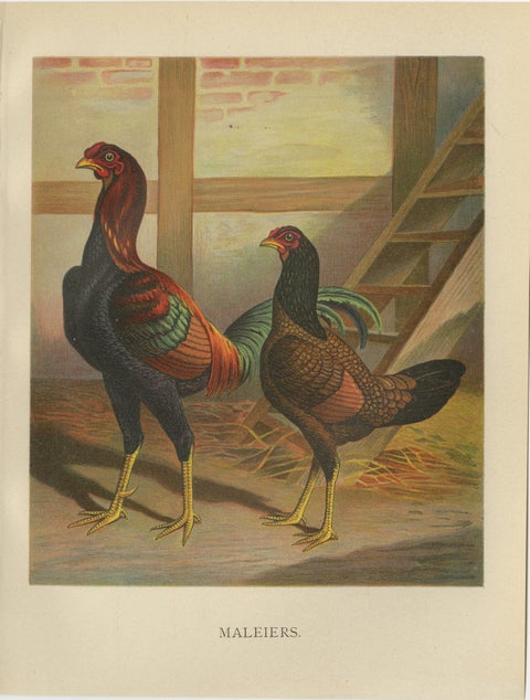The Striking Malay Chicken - A Rare 19th Century Poultry Lithograph, view 2
