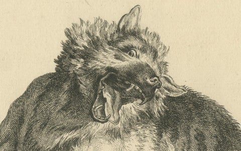 Trapped Wolf: A Detailed Etching - circa 1740, close-up 3