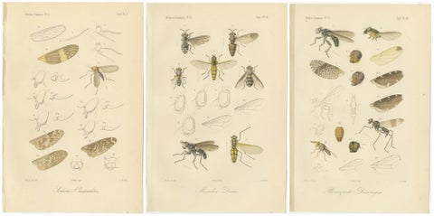 Set of 3 Antique Fly Prints, Sumatra Diptera Species c.1887, view 5
