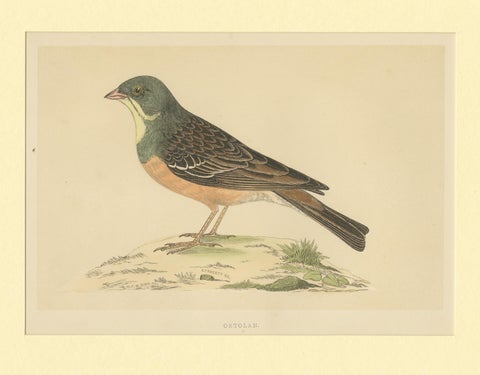 Antique Bird Print of Ortolan, view 3