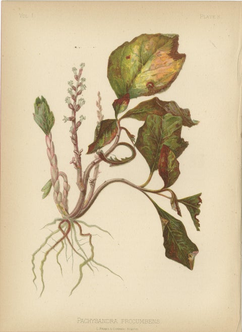 Native US Flora - Four Original Botanical Chromolithograps, 1879, view 3