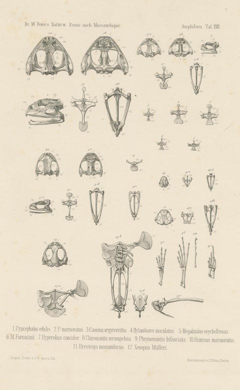 Antique Print of Bones of Various Frog Species, view 3