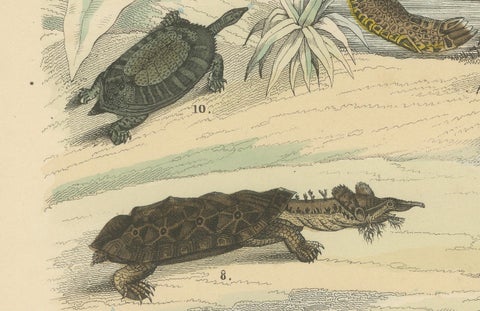 Turtles & Tortoises Print: Sea Turtle, Snapping Turtle, Terrapin, Antique 1867, close-up 4