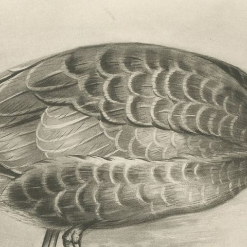 Grey Goose Feeding, Antique Bird Print after Lilian Medland, circa 1909, close-up 2
