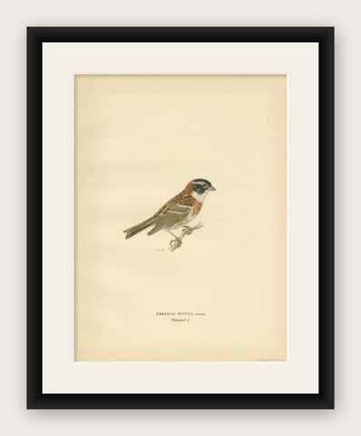 Antique Bird Print of The Rustic Bunting by Von Wright, 1927, shown framed