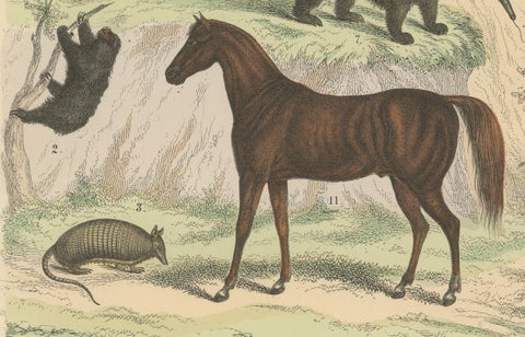 Mammals Print: Horse, Zebra, Anteater & Pangolin, Antique 1867, close-up 6