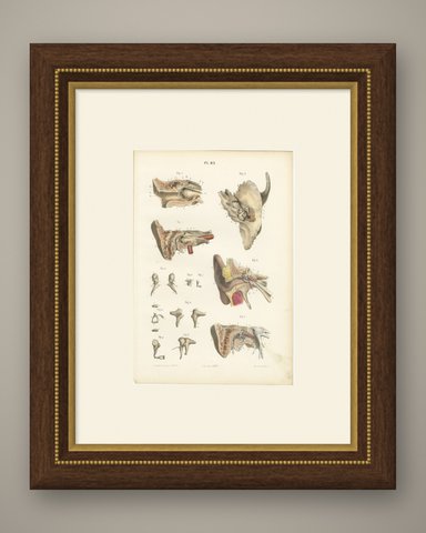 The Middle Ear and the Ossicles, Antique Hirschfeld Anatomy Print, 1866, shown framed