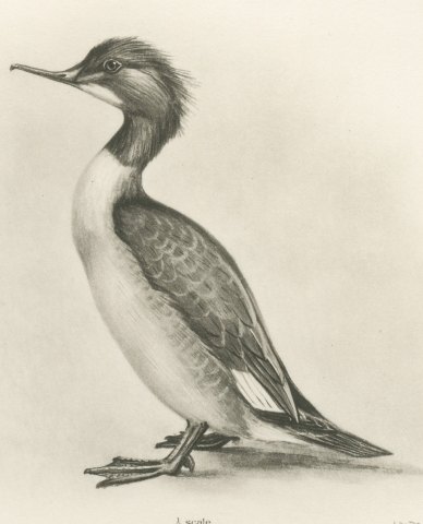 Female Goosander and Female Smew, Plate CXCV after Lilian Medland, c. 1909, close-up 1