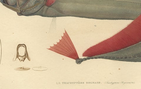Rare Handcolored Fish Print of the Trachipterus trachypterus, a Ribbonfish, 1842, close-up 3