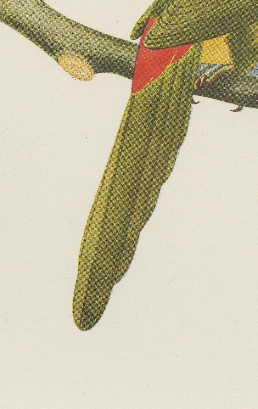 Curl-Crested, Chestnut-Eared Aracaris, Brazilian Bird Print, Descourtilz, 1944, view 5