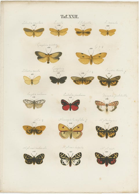 Set of 6 Antique Prints of Various Butterflies and Moths by Ramann, circa 1870, view 4