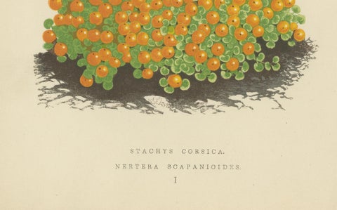 Corsican Betony and Coral Bead Plant, Hand-Coloured Botanical Print, 1874, close-up 1