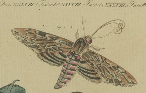 Hand-Colored 1805 Butterfly Print by Bertuch - Convolvulus & Privet Hawk-Moth, close-up 3