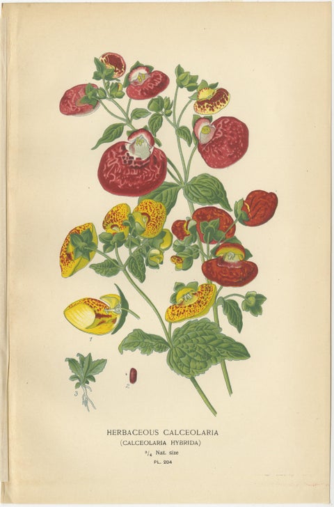 1897 Decorative Botanical Prints, Calceolaria Hybrida, Rugosa, and Alonsoa, view 2