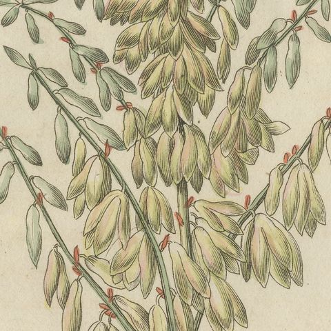 Yucca Adam's Needle in Full Flower, Antique Bertuch Print, circa 1812, close-up 4