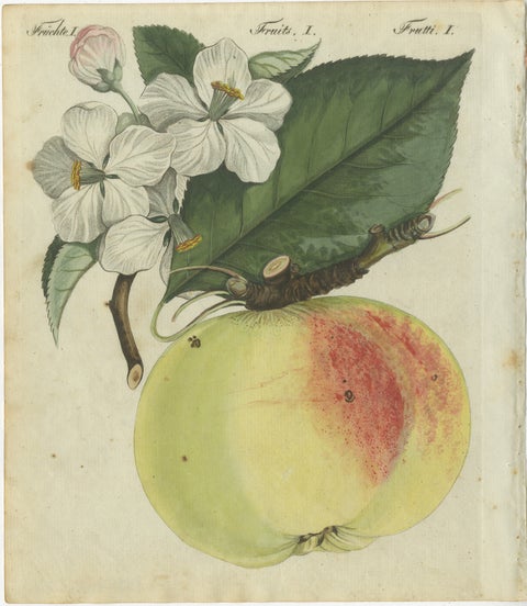 Botanical Study of an Apple and Blossoms: Hand-Colored 19th-Century Engraving, view 2